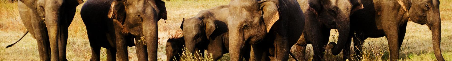 Elephants